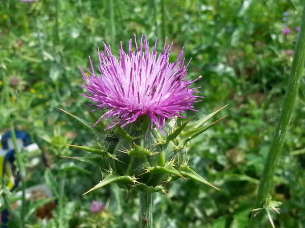 le chardon marie est chez phyto-soins.ccom